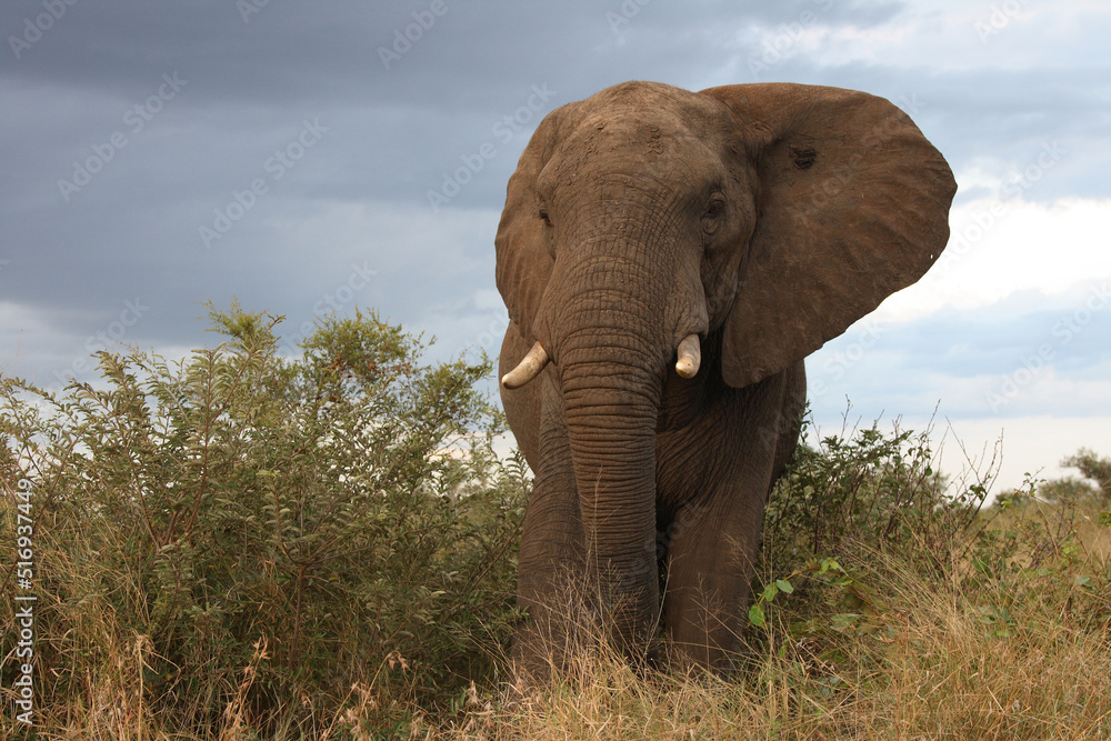 Fototapeta premium Afrikanischer Elefant / African elephant / Loxodonta africana