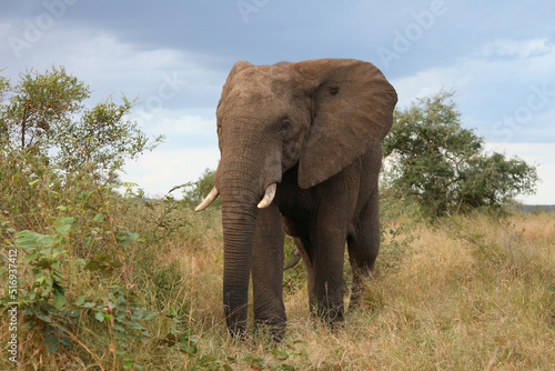 Afrikanischer Elefant   African elephant   Loxodonta africana