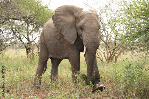 Afrikanischer Elefant   African elephant   Loxodonta africana