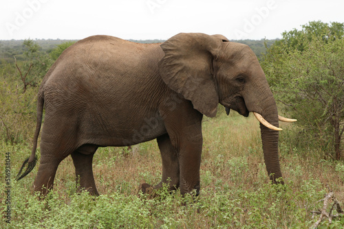 Afrikanischer Elefant   African elephant   Loxodonta africana