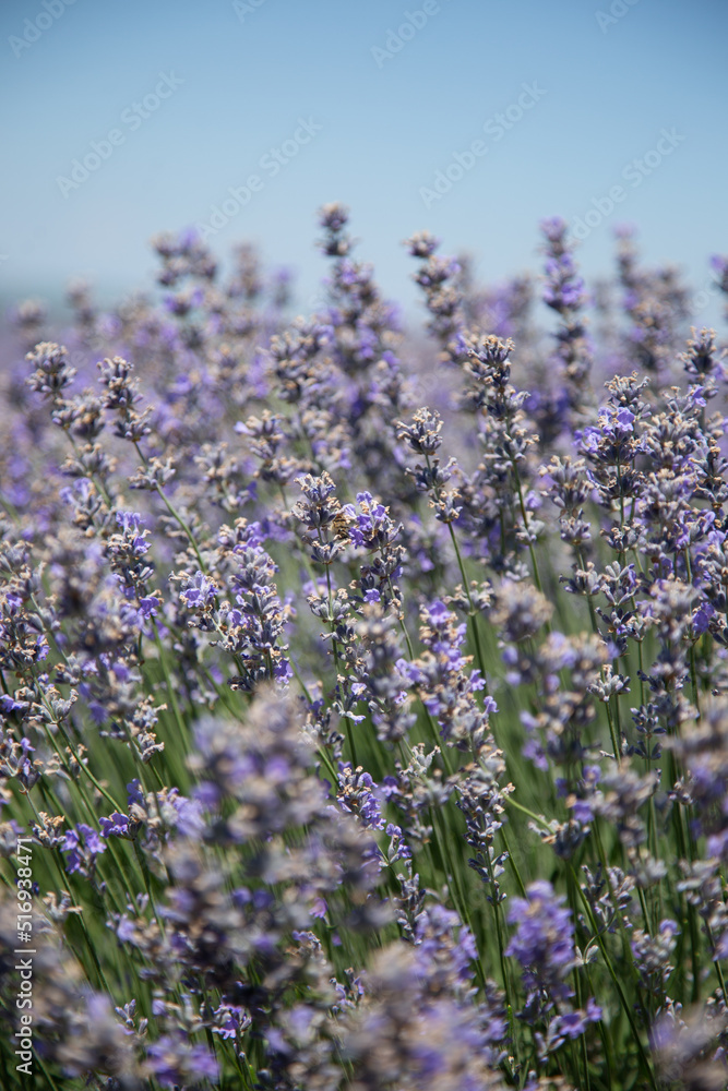 Obraz premium Bee pollination of a lavender flower in a lavender field, medium plan, horizontal 