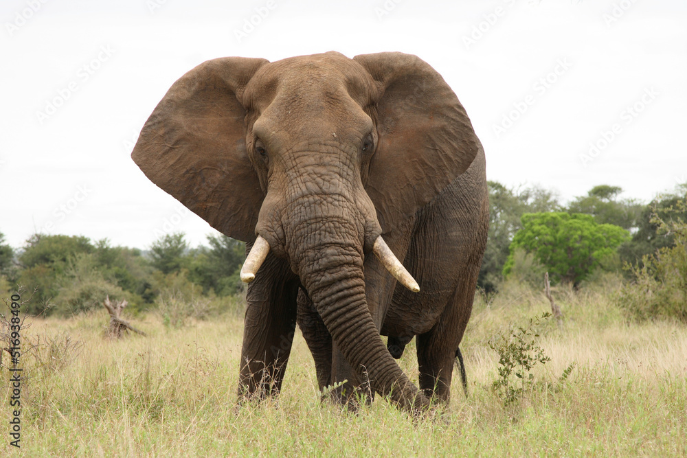 Obraz premium Afrikanischer Elefant / African elephant / Loxodonta africana
