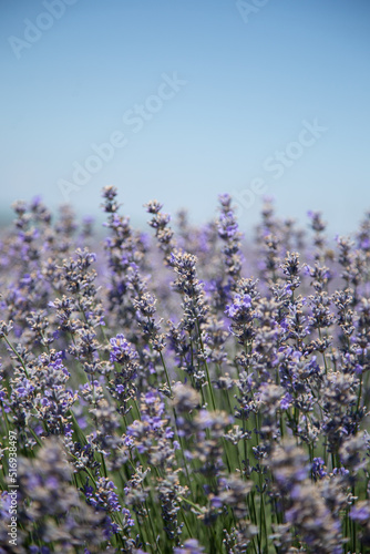 Bee pollination of a lavender flower in a lavender field  medium plan  horizontal 