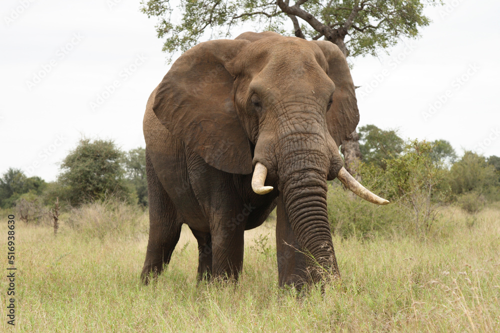 Obraz premium Afrikanischer Elefant / African elephant / Loxodonta africana