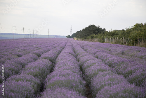 General plan of a lavender field in bloom  landscape of a lavender field 