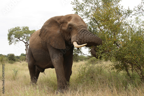 Afrikanischer Elefant   African elephant   Loxodonta africana