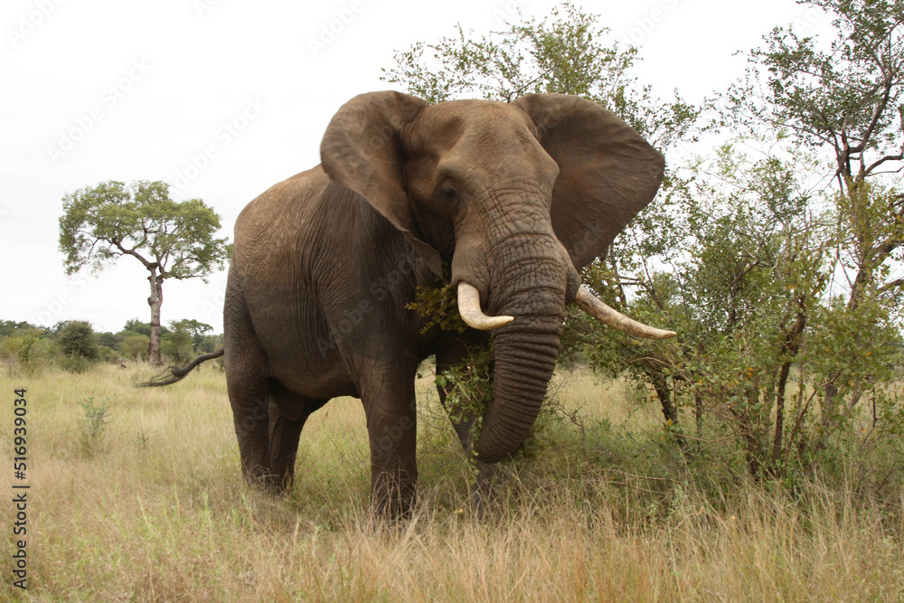 Fototapeta premium Afrikanischer Elefant / African elephant / Loxodonta africana