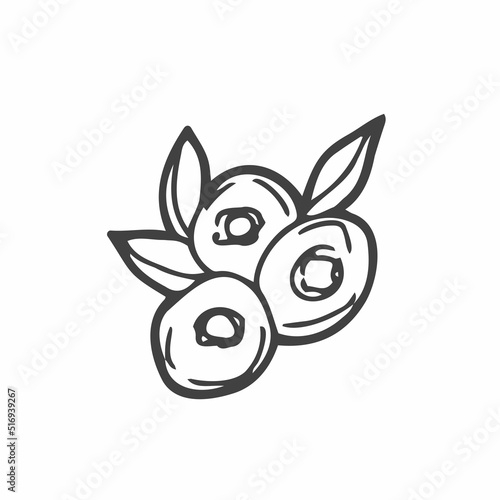 Blueberry and lingonberry. Black line sketch collection of fruits and berries isolated on white background. Doodle hand drawn fruits. Vector illustration