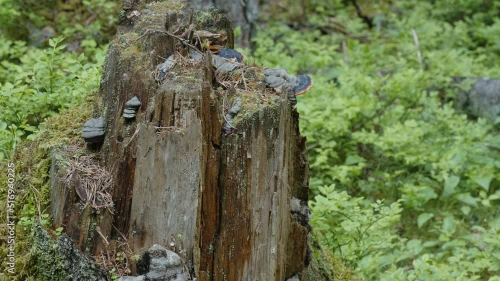 Mushrooms growing on the old tree stump in the middle of the forest in Estonia Mushrooms growing on the old tree stump in the middle of the forest in Estonia