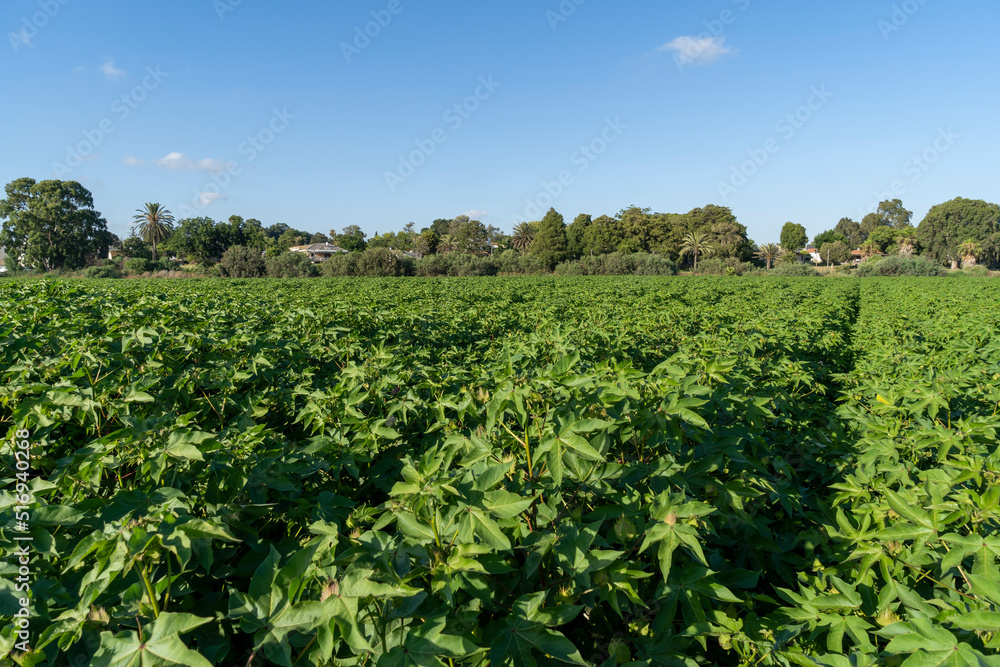 Cotton field in the Hefer Valley Cotton field in the Hefer Valley