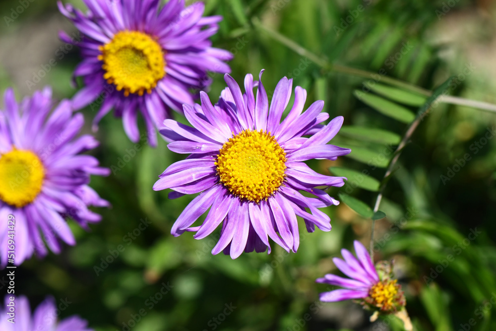 Blooming Aster alpinus in the arboretum of Tatranska Lomnica, Slovakia. Blooming Aster alpinus in the arboretum of Tatranska Lomnica, Slovakia.