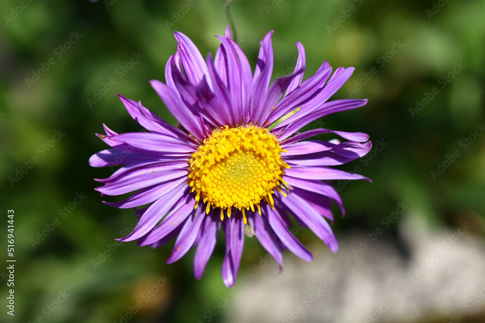 Blooming Aster alpinus in the arboretum of Tatranska Lomnica, Slovakia. Blooming Aster alpinus in the arboretum of Tatranska Lomnica, Slovakia.