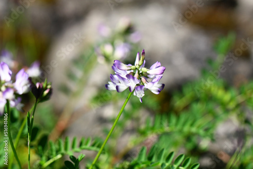 Fotografía Blooming Astragalus alpinus flower in the Arboretum in Tatranska Lomnica, Slovak
