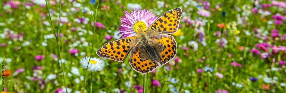 Große Perlmutterfalter Argynnis aglaja Banner auf einer Schmetterlingswiese Große Perlmutterfalter Argynnis aglaja Banner auf einer Schmetterlingswiese