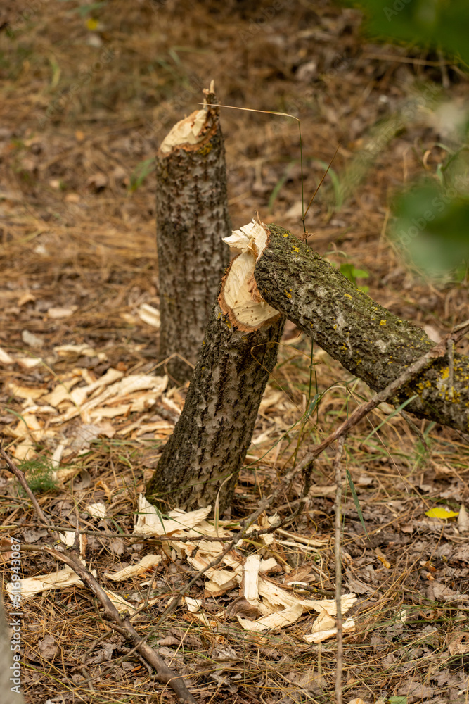 Obraz premium beaver tree damage - tree cut by beavers building a dam