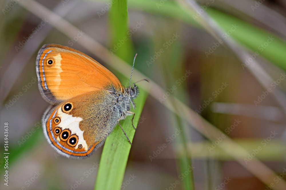 Weißbindiges Wiesenvögelchen oder Perlgrasfalter (Coenomympha arcania)