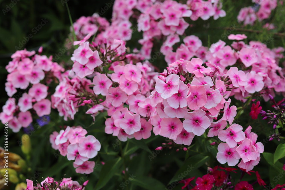 Garden Phlox paniculata, creeping phlox subulata, also known as the moss phlox.