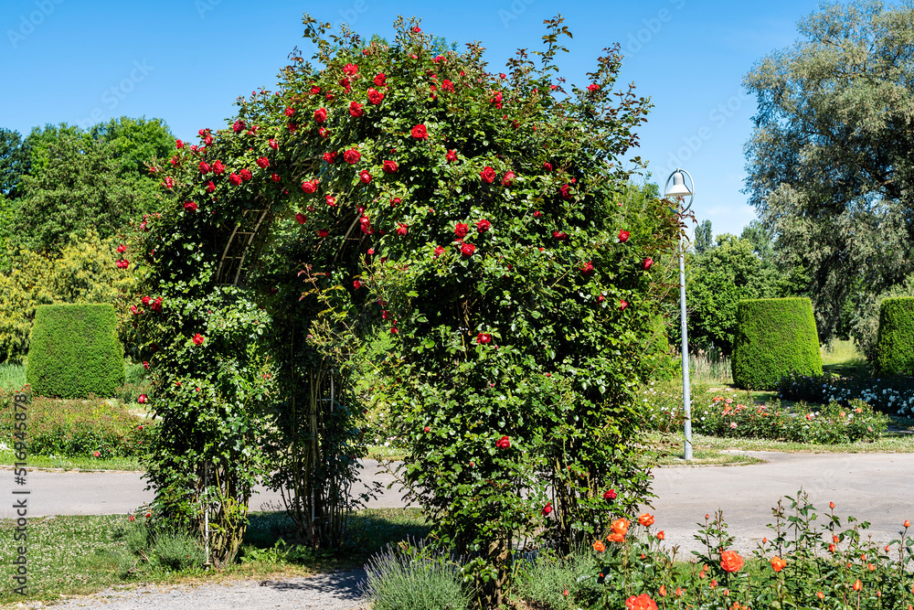 Rosenblüte im Wertwiesenpark in Heilbronn