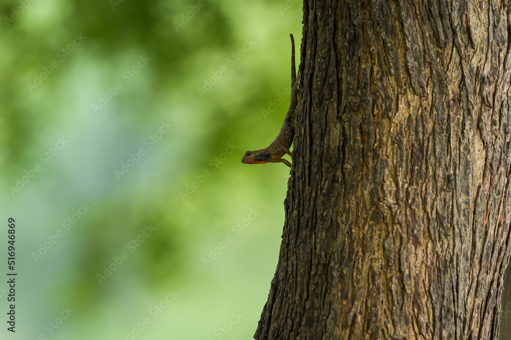 Obraz premium Common Garden Lizard or Oriental garden lizard or Calotes versicolor on tree trunk camouflaged in natural green background in forest of india