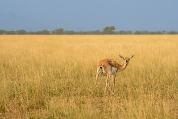 Wandcirkels Antilope Vrouwelijke blackbuck in Indiase graslanden  © Sourabh