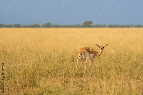 wild female blackbuck or antilope cervicapra or indian antelope turn over with eye contact in natural scenic grassland landscape background at forest of india asia