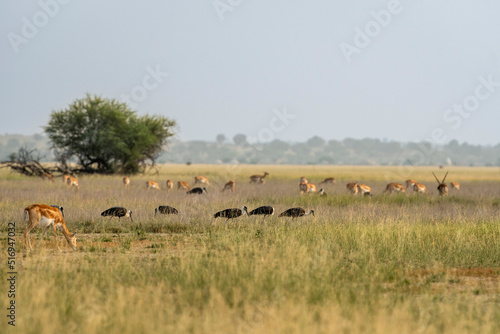 wild female blackbuck or antilope cervicapra or indian antelope grazing in scenic grassland landscape and flock of birds and herd or group of blackbuck in background at tal chhapar sanctuary india © Sourabh