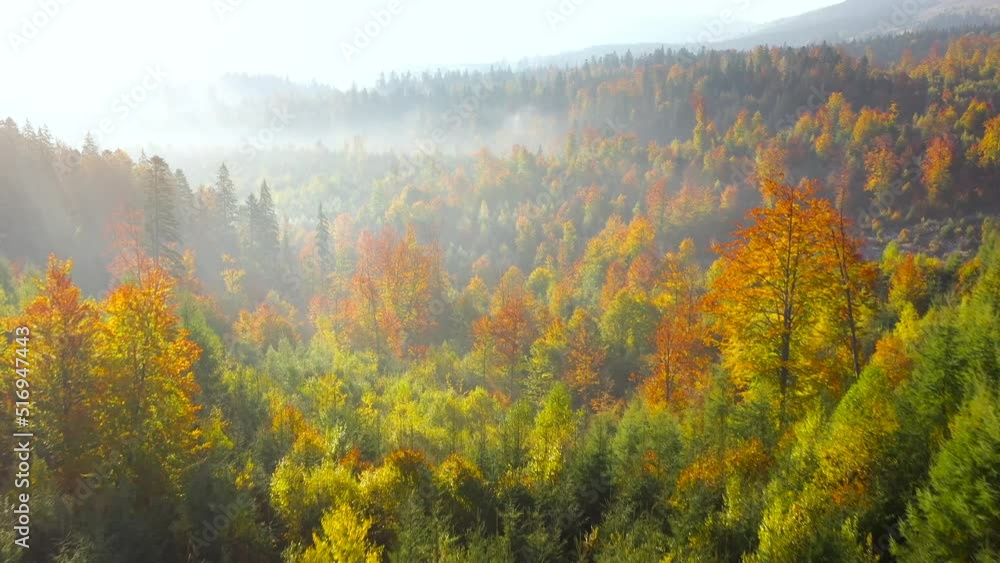 Aerial view of a bright autumn forest on the slopes of the mountains in the fog at sunrise. Colorful panorama of the Carpathian mountains. Aerial view of a bright autumn forest on the slopes of the mountains in the fog at sunrise. Colorful panorama of the Carpathian mountains.