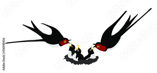 Flaying swallows family couple feed young birds in nest vector silhouette illustration isolated on white background. Migratory bird, symbol of spring. Parents feeding cubs.