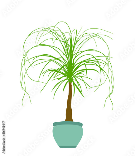Nolina palm tree vector silhouette illustration isolated on white background. Elephant foot plant from Mexico. Beaucarnea recurvata or ponytail palm. Decorative room plant. photo