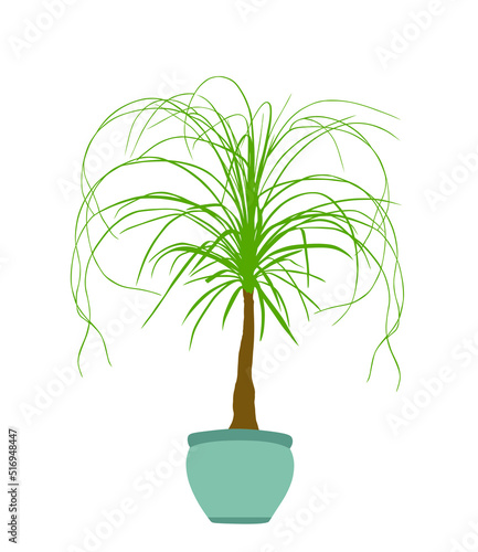 Nolina palm tree vector silhouette illustration isolated on white background. Elephant foot plant from Mexico. Beaucarnea recurvata or ponytail palm. Decorative room plant.