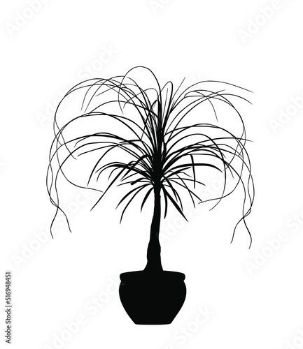 Nolina palm tree vector silhouette illustration isolated on white background. Elephant foot plant from Mexico. Beaucarnea recurvata or ponytail palm. Decorative room plant.