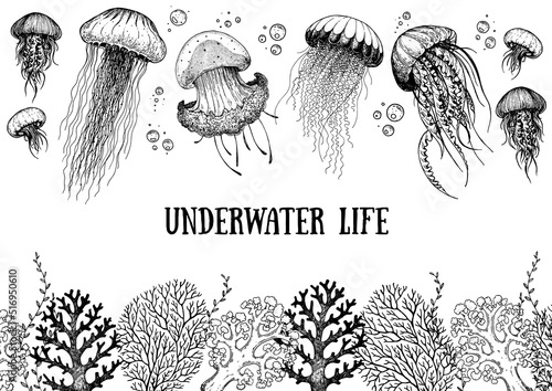 Underwater life. Hand drawn sketch. Vector illustration. Seaweed, jellyfish and coral, engraved illustration. Design template. Underwater world hand drawn.
