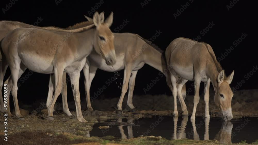 Onager Asiatic wild ass (Equus hemionus) Herd Drink water at night in the desert Onager Asiatic wild ass (Equus hemionus) Herd Drink water at night in the desert