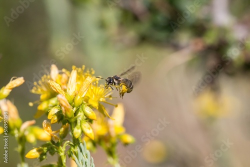Pequeña abeja revoloteando planta de Hipérico