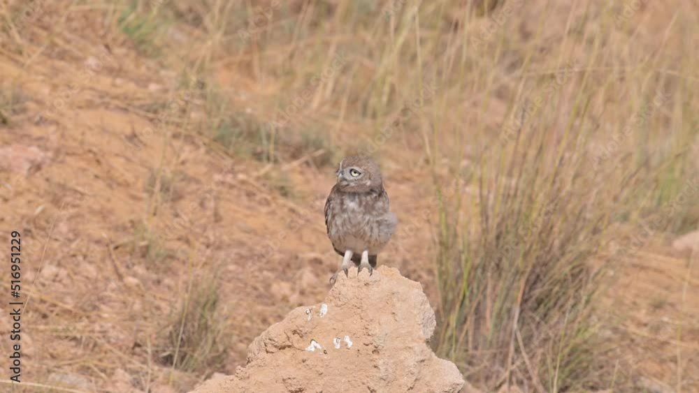 Little Owl (Athene noctua) standing Little Owl (Athene noctua) standing