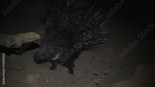 Porcupine, Indian crested porcupine (Hystrix indica) photo