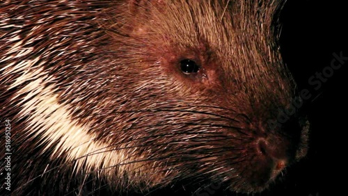Porcupine, Indian crested porcupine (Hystrix indica)Close up of head photo