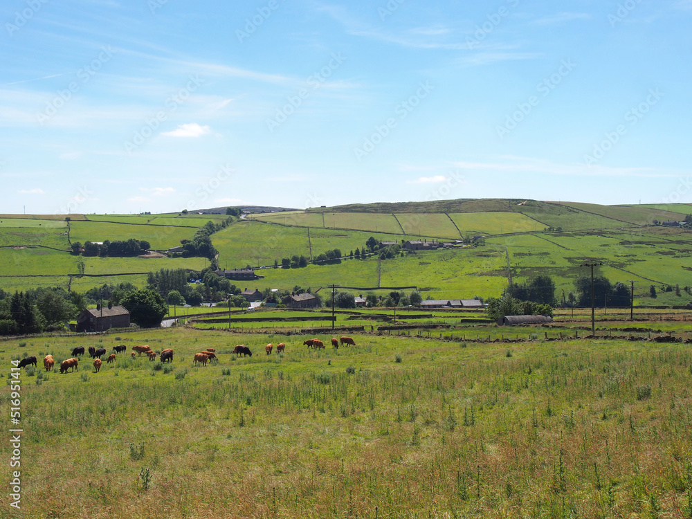 Fototapeta premium a herd of boer goats grazing in a meadow in calderdale west yorkshire