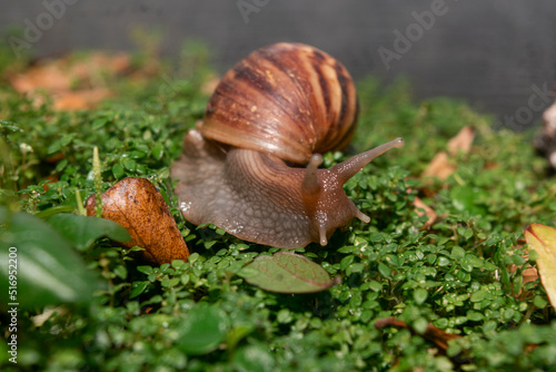 African Land Snail. snail on green grass