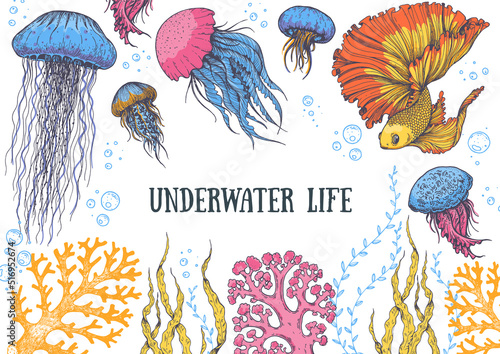 Underwater life. Hand drawn vector illustration. Seaweed, goldfish, jellyfish and coral, color illustration. Design template. Underwater world hand drawn.
