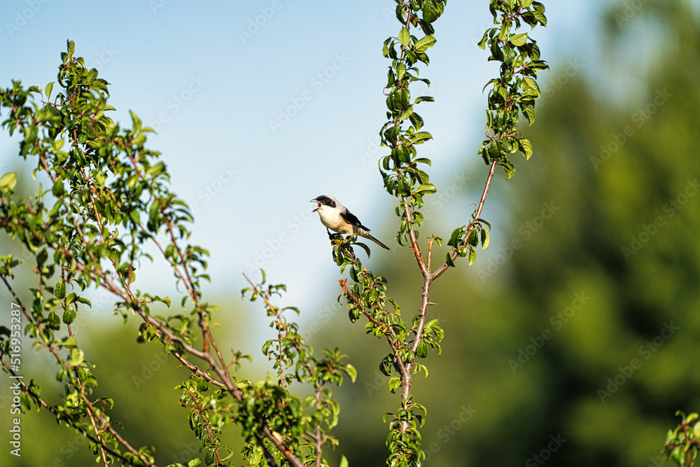 Obraz premium bird on a branch