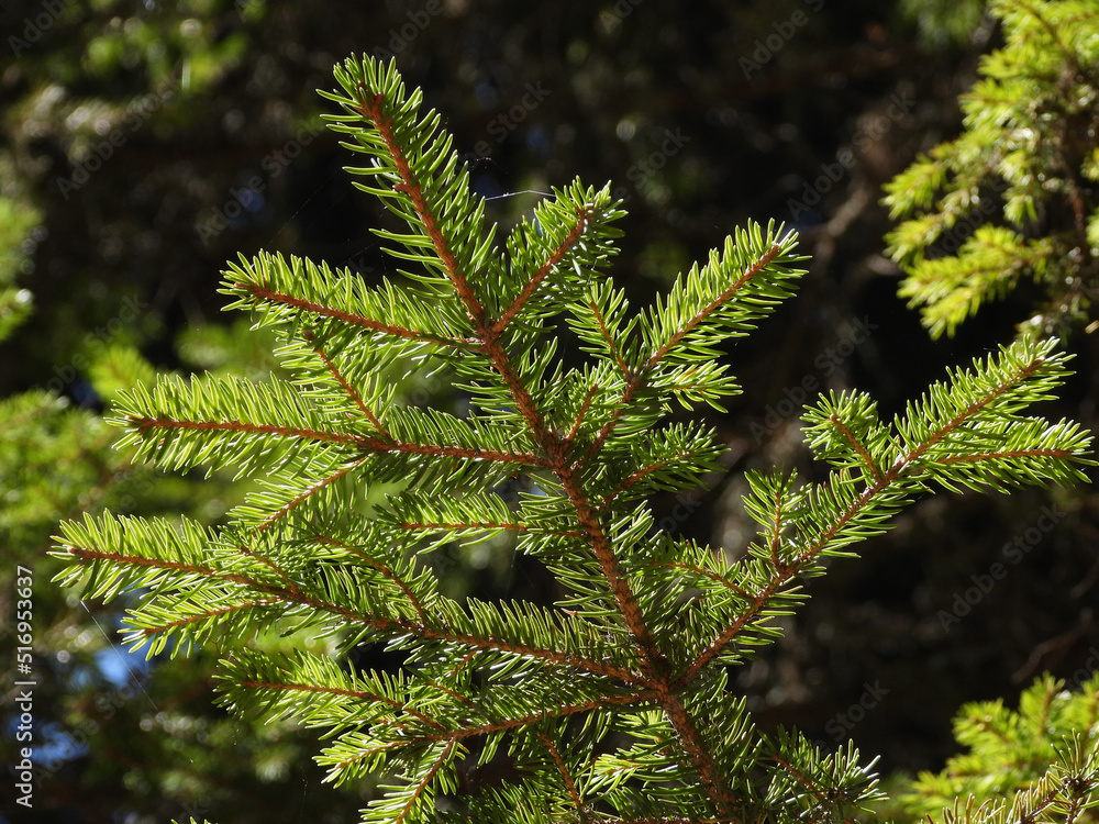 fir tree branches in sunlight close up fir tree branches in sunlight close up