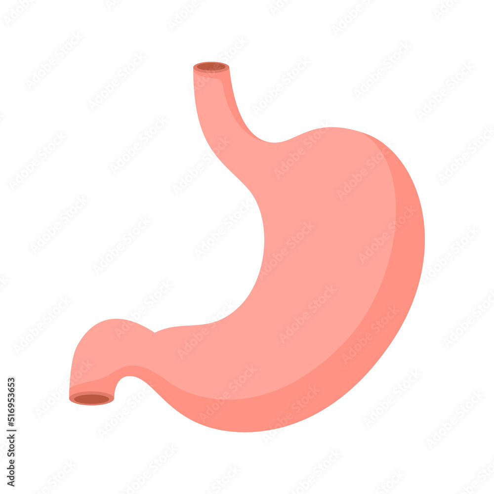Stomach isolated on white background Stomach isolated on white background