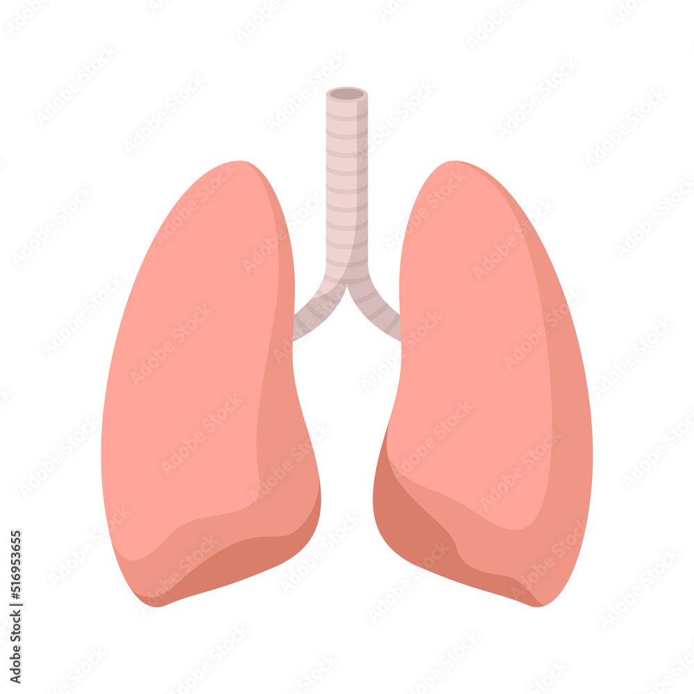 Lungs isolated on white background Lungs isolated on white background