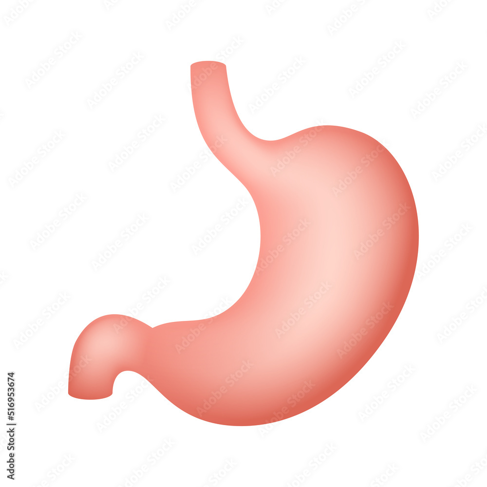 Stomach isolated on white background
