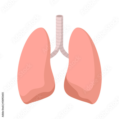Lungs isolated on white background