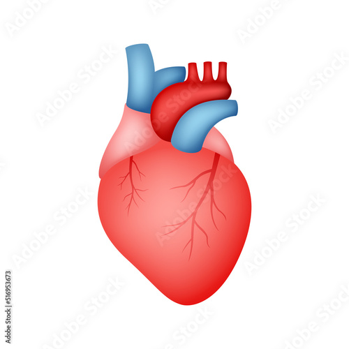 Human Heart isolated on white background