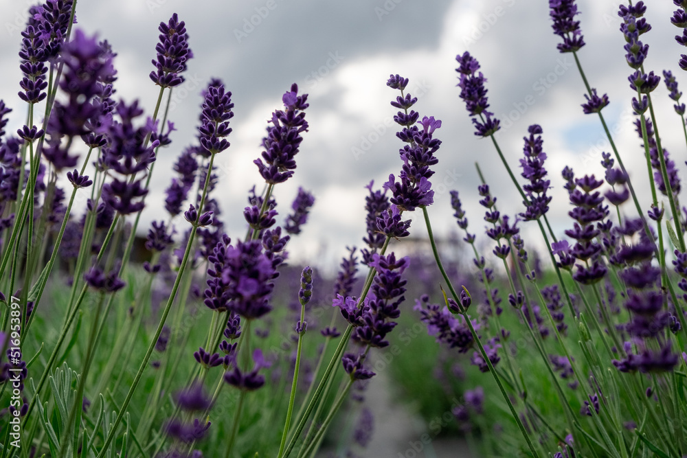 Fototapeta premium Lavender Field in the summer. Aromatherapy. Nature Cosmetics. Latvia.