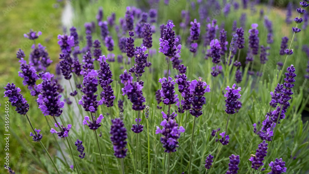 Fototapeta premium Lavender Field in the summer. Aromatherapy. Nature Cosmetics. Latvia.
