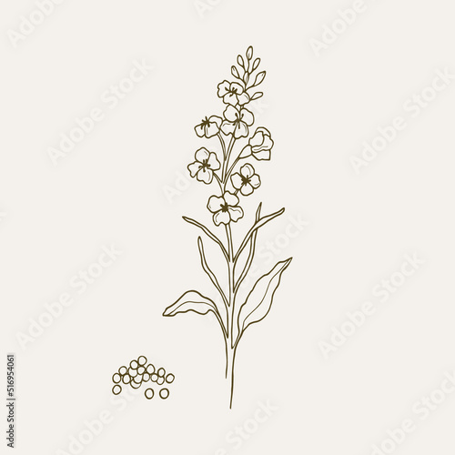 Hand drawn canola plant illustration